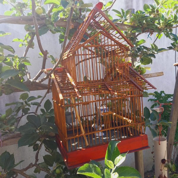 Cage à Oiseaux ancienne, Bois, Bambou et Zinc Toit ouvrant, 3 portes