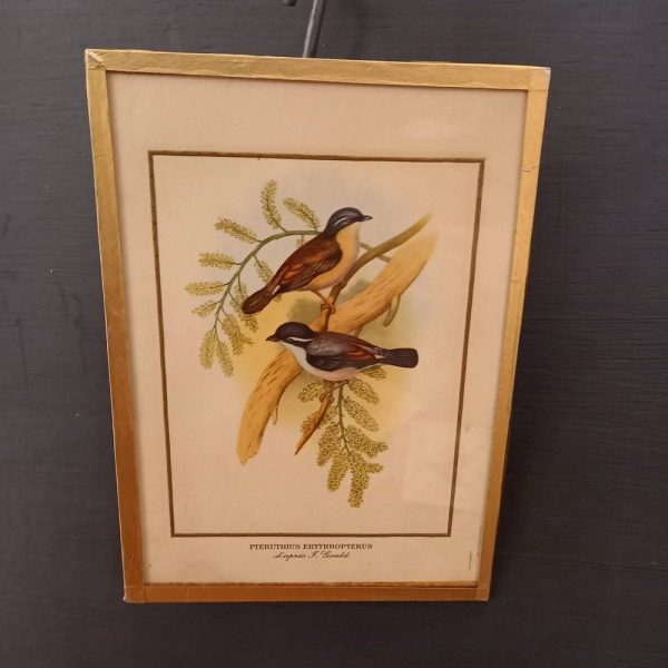 Série de 3 Cadres Illustration Couleur, Oiseaux 1900