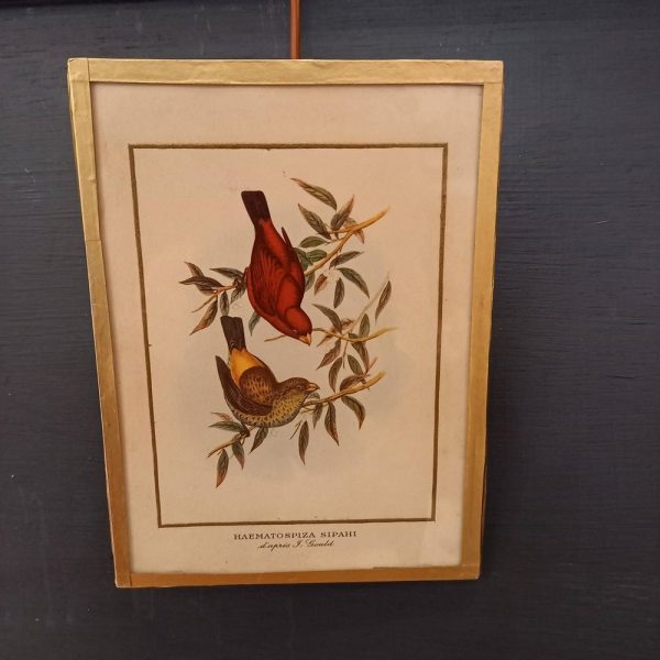 Série de 3 Cadres Illustration Couleur, Oiseaux 1900