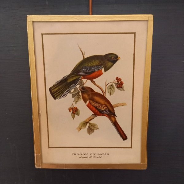 Série de 3 Cadres Illustration Couleur, Oiseaux 1900