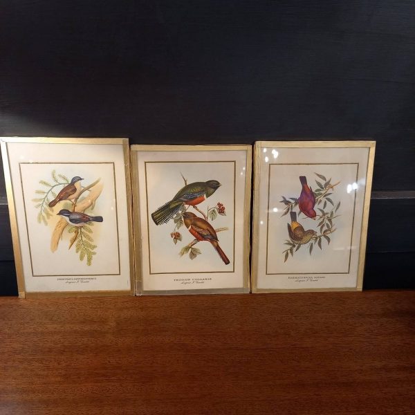 Série de 3 Cadres Illustration Couleur, Oiseaux 1900