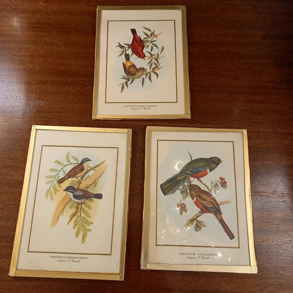 Série de 3 Cadres Illustration Couleur, Oiseaux 1900