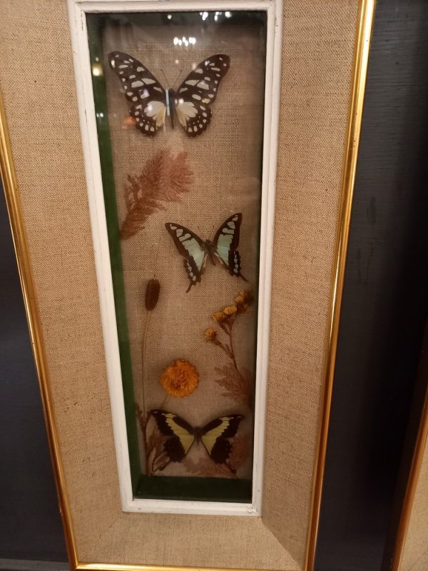 Paire de Cadres Vintage Papillons naturalisés et Fleurs séchées Epoque 1950
