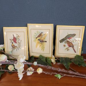 Illustrations Oiseaux de John Gould