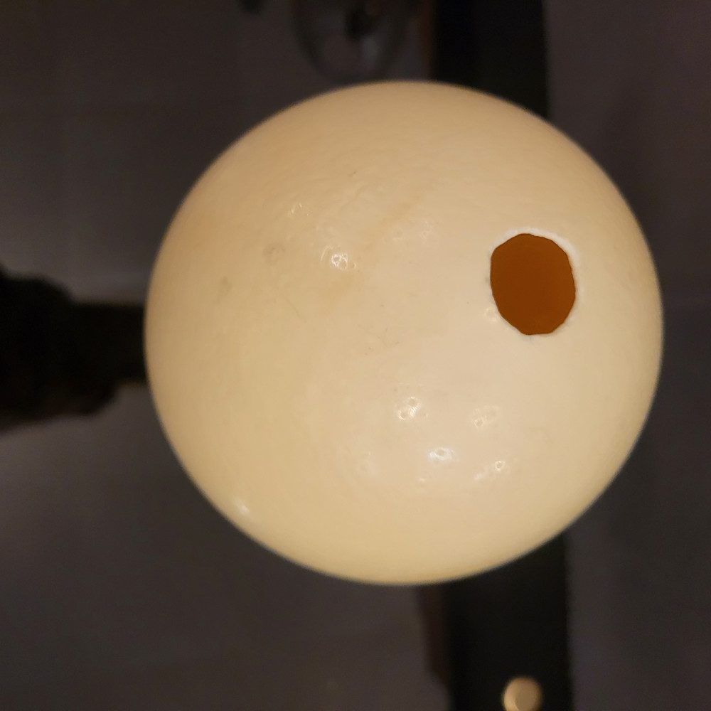 Œuf d'autruche Piètement Patte en Métal